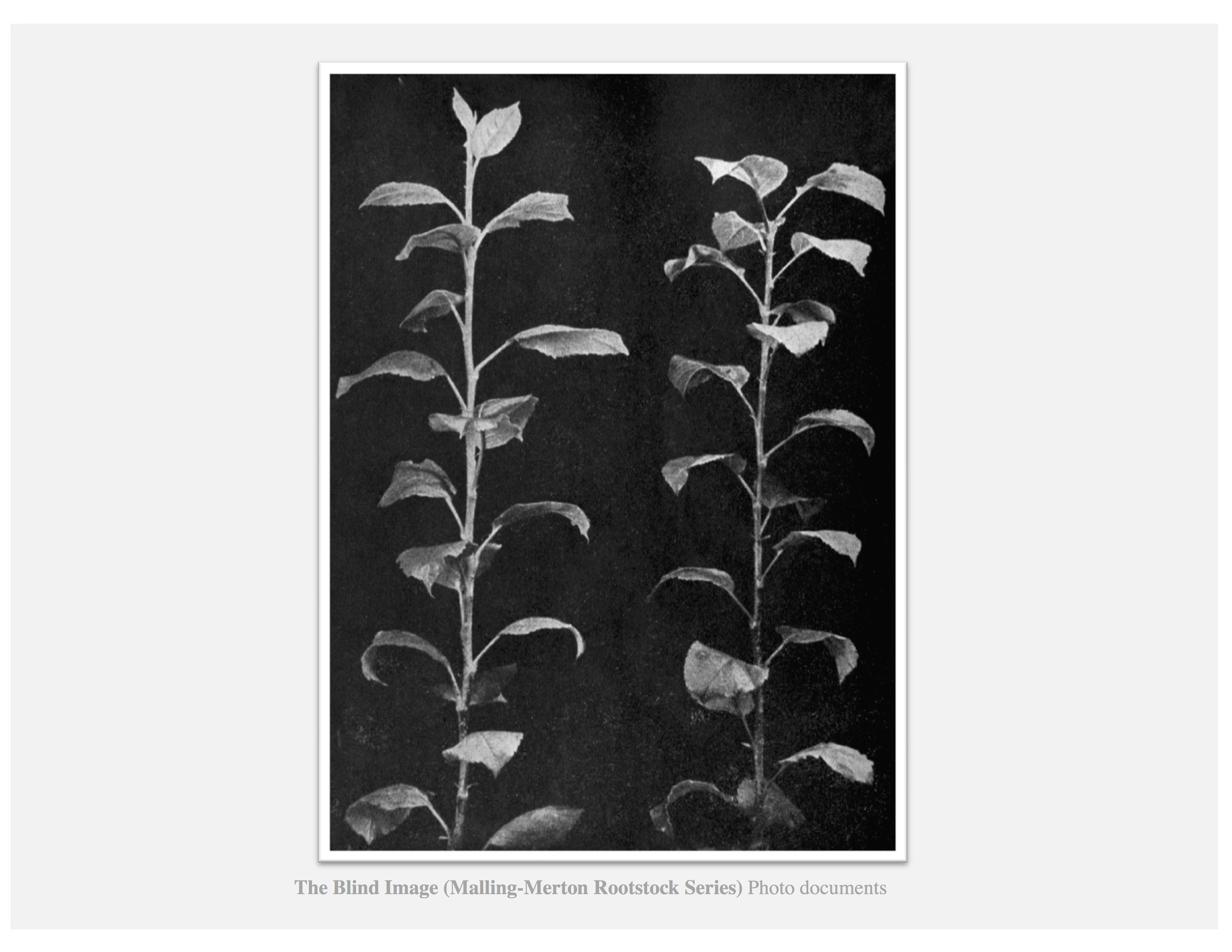 Blind Image 10.jpg