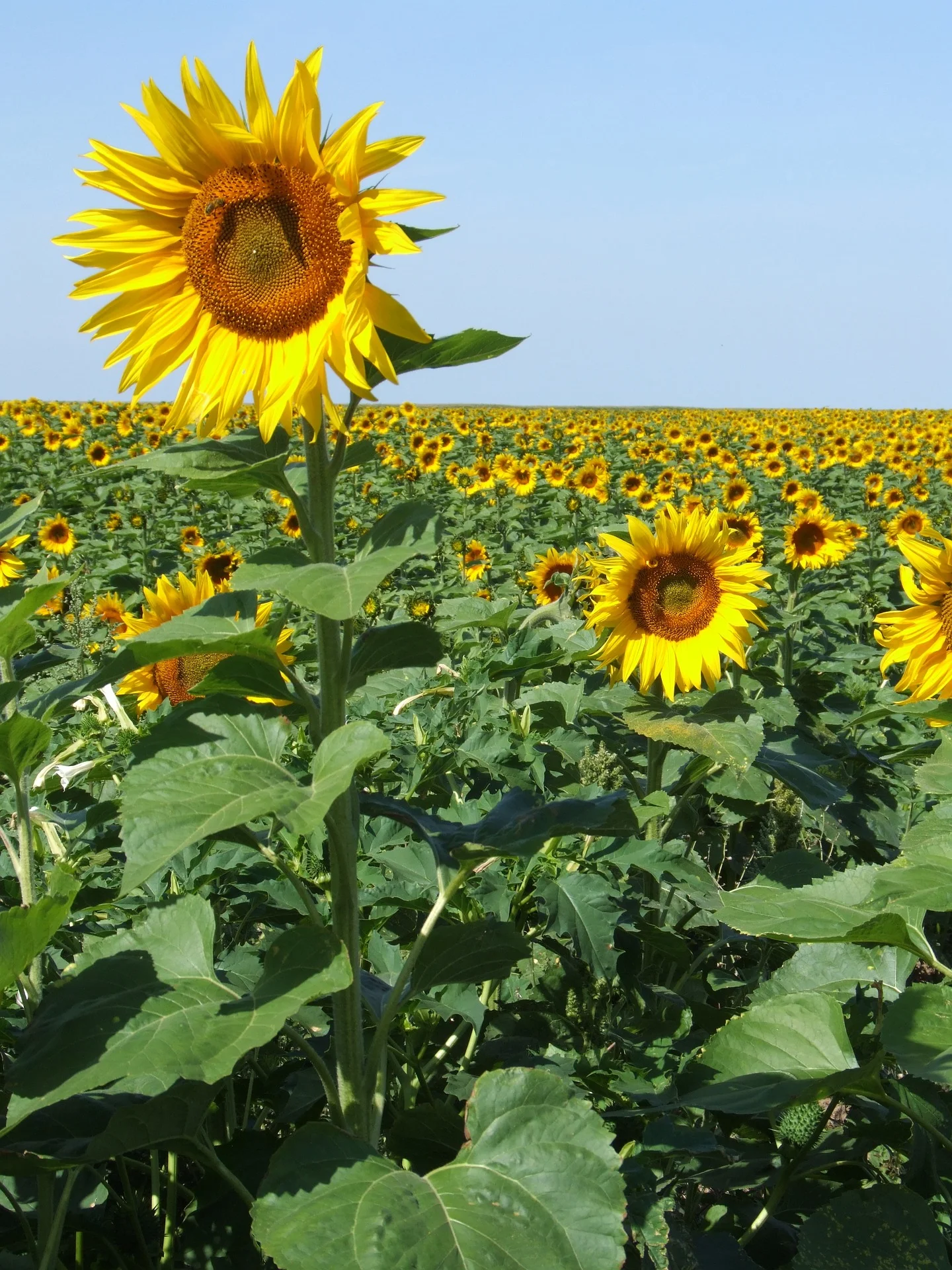 Sunflower Sticking Out.jpg