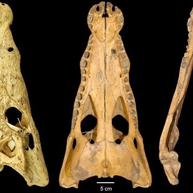 New species of crocodile described with @crocchris11 and Open Access in Copeia: https://doi.org/10.1643/CG-19-240