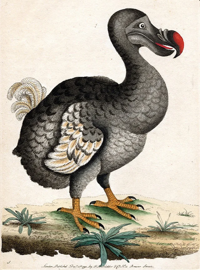 " Dodo " by Kevin Walsh is a Creative Commons image, licensed under CC BY-NC 2.0