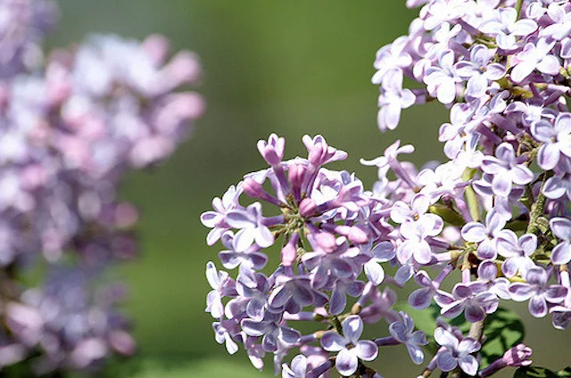 " Lilac " by Jamie Holly is a Creative Commons image, licensed under CC BY-SA 2.0