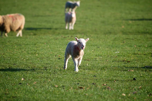 Image: " Skipping Lamb " by Andy Oakley is used by permission