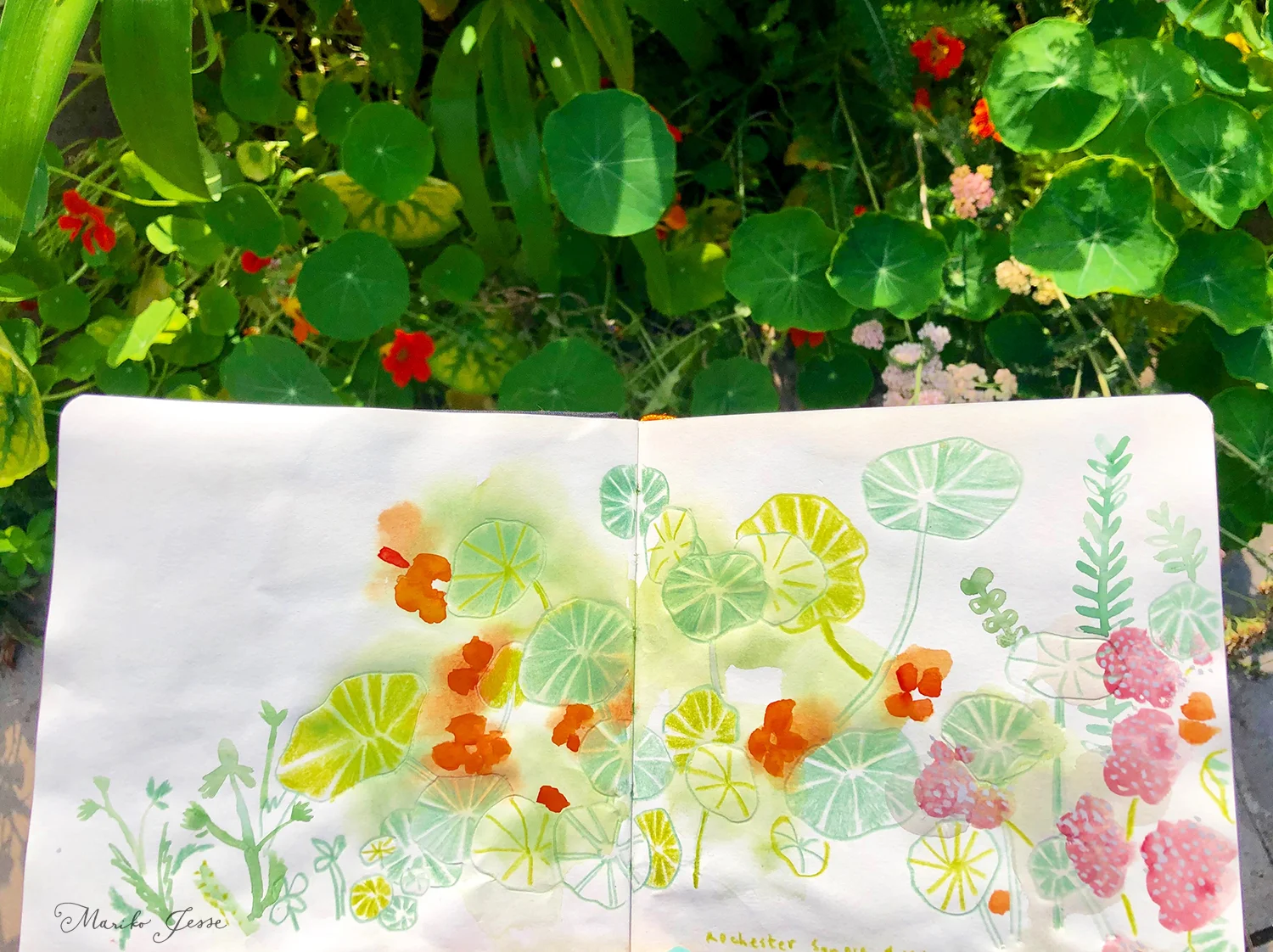 nasturtiums.jpg