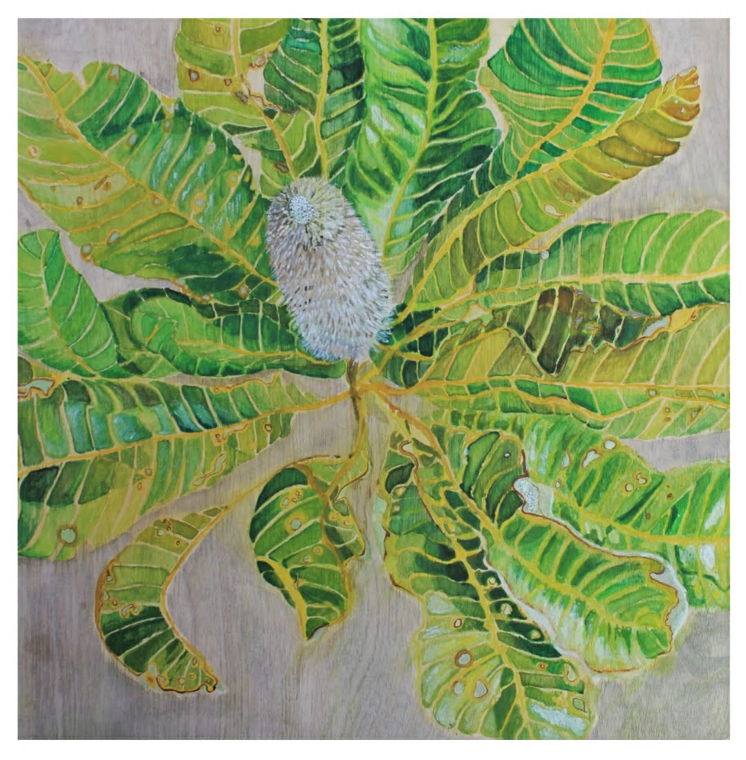 Banksia Robur