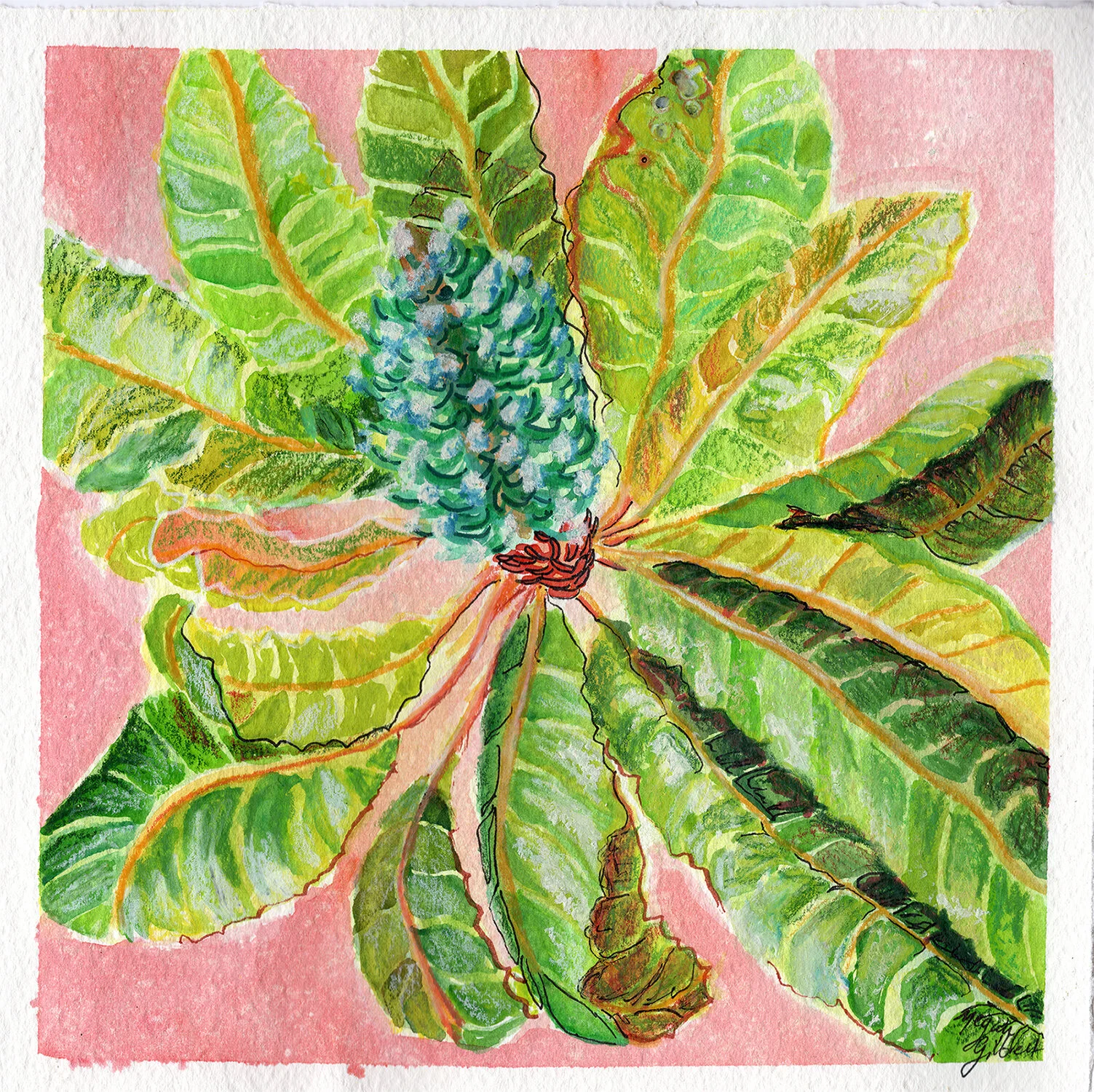 Banksia Study 1.jpg