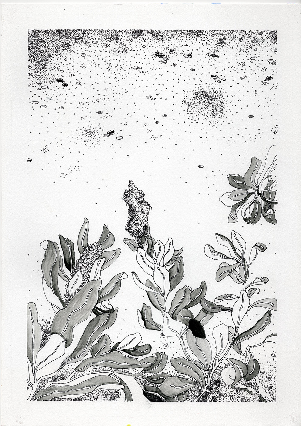 Black ink, water colour and pen on paper 30.4 x 24cm 2021