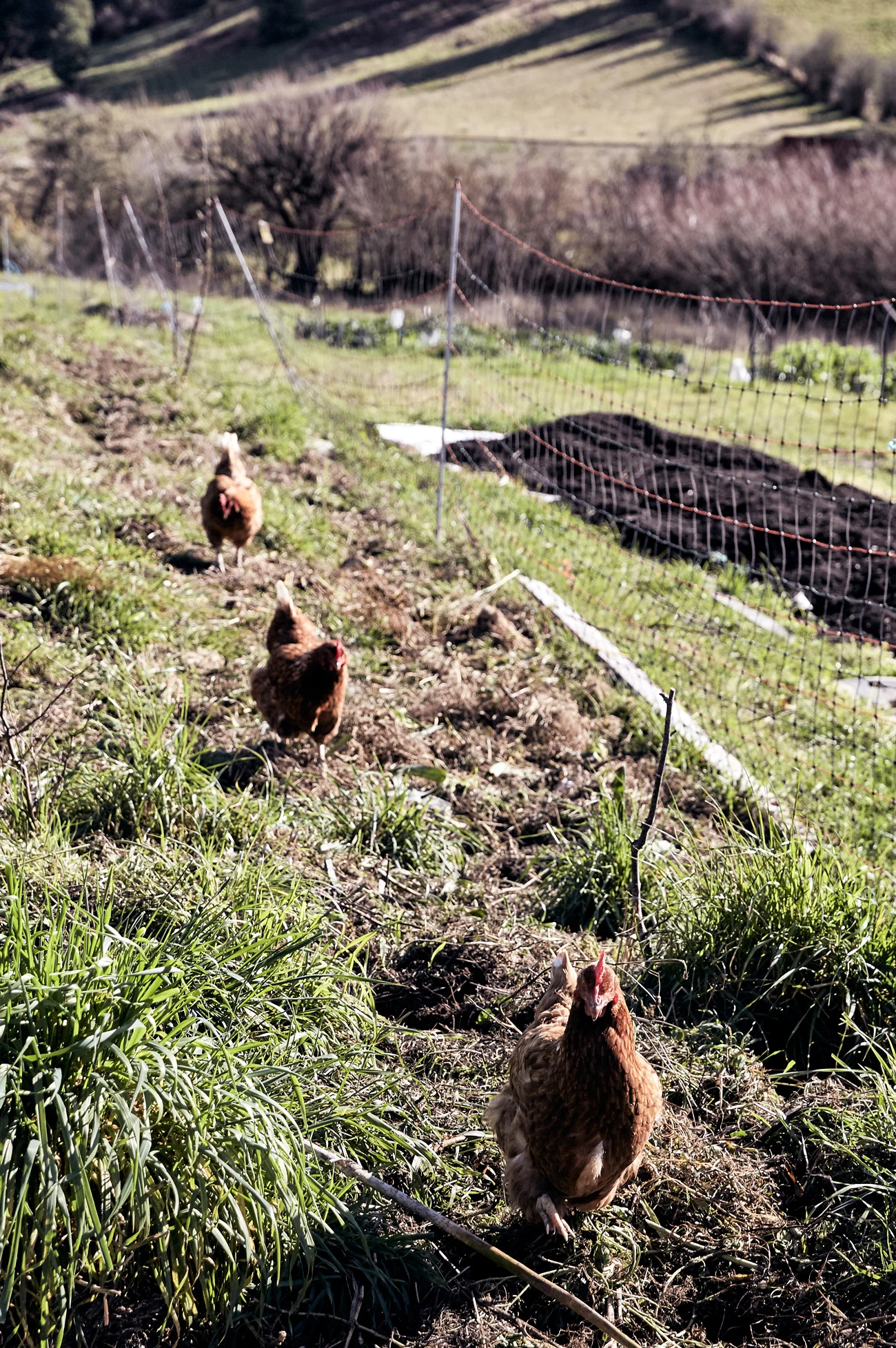 Lifestyle & Travel Photography | Nic Gossage | Gourmet Farmer | Fat Pig Farm | Huonville, Tasmania