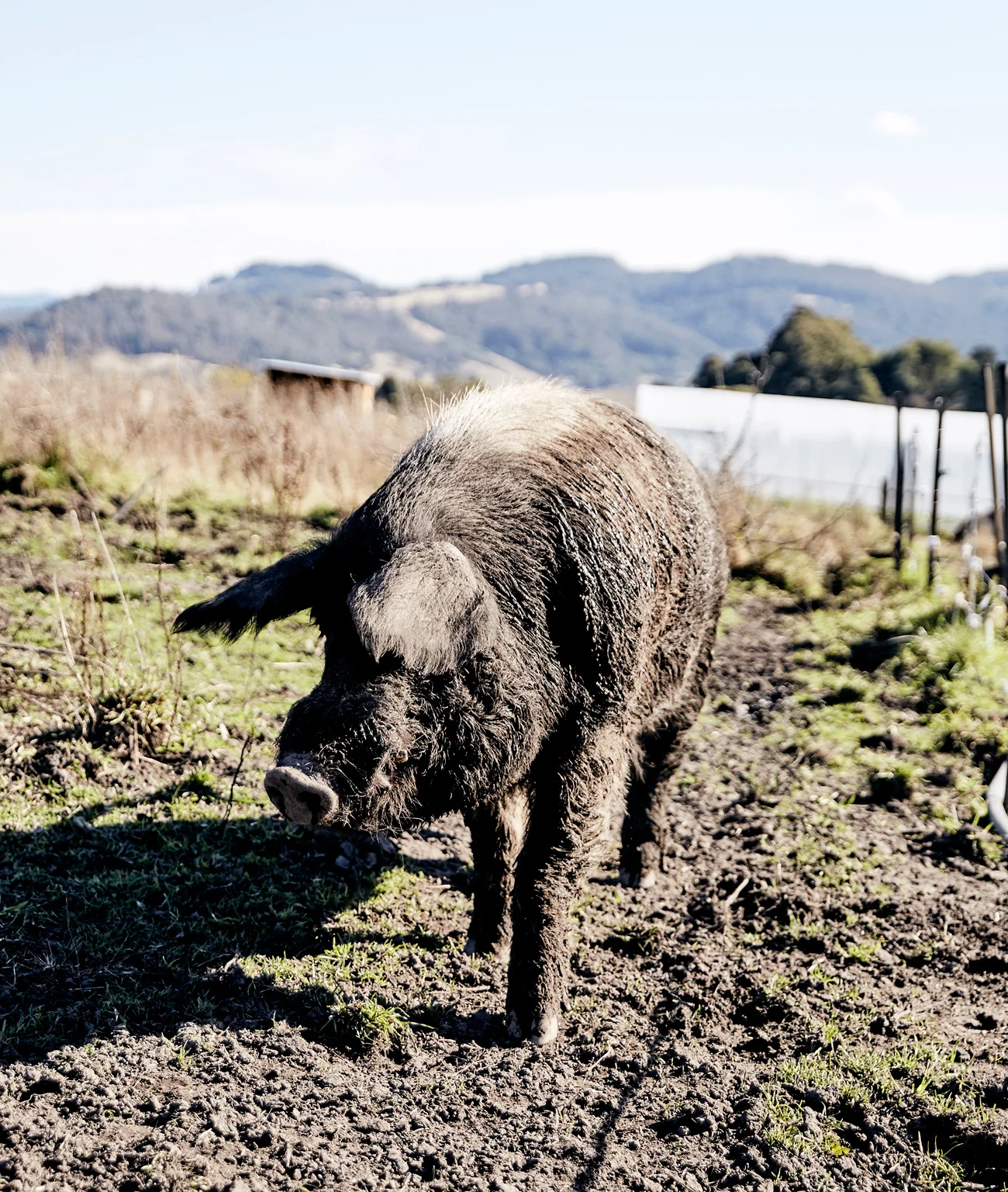 Lifestyle & Travel Photography | Nic Gossage | Gourmet Farmer | Fat Pig Farm | Huonville, Tasmania