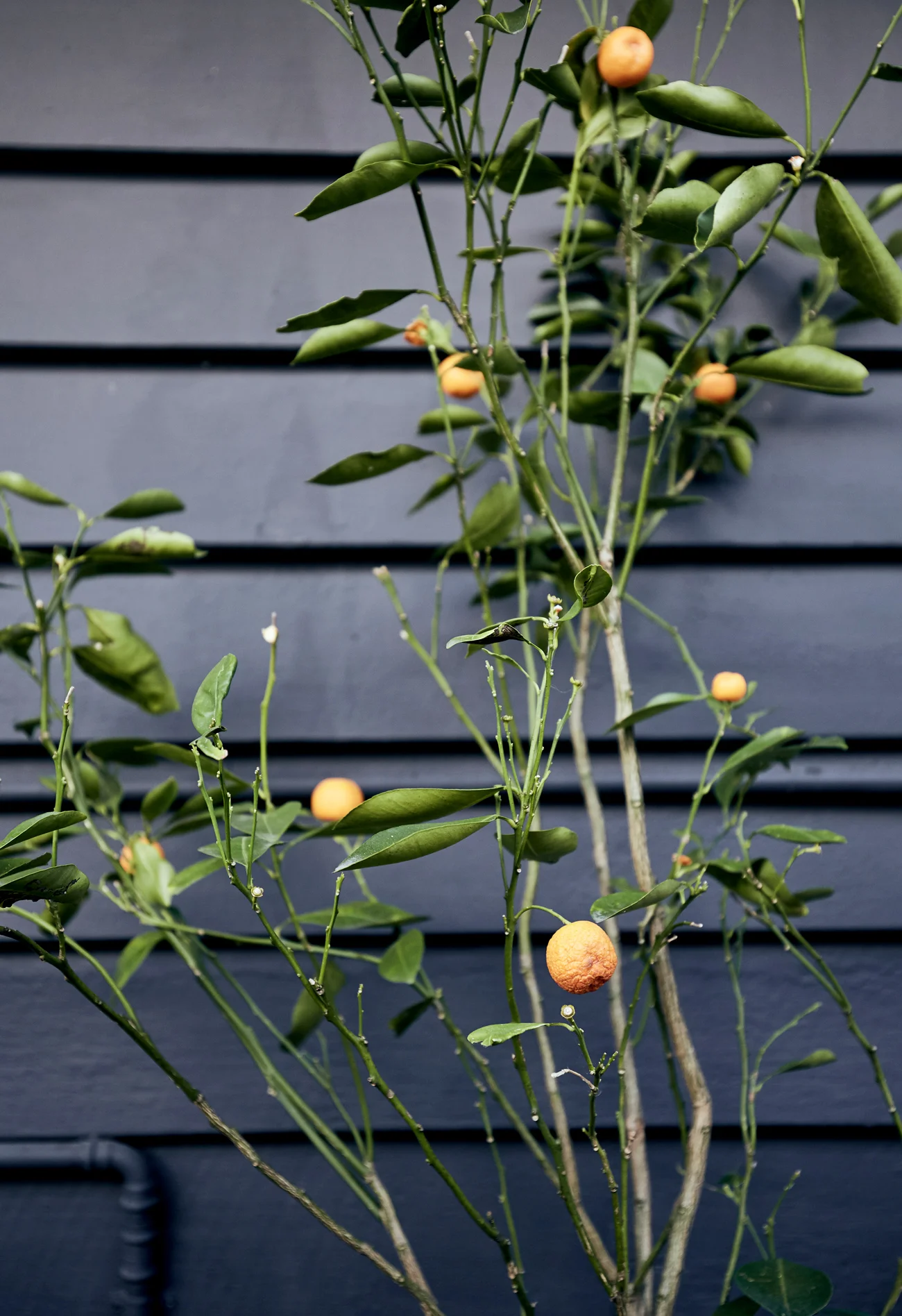Lifestyle & Travel Photography | Nic Gossage | Cooks Hill | Newcastle | New South Wales