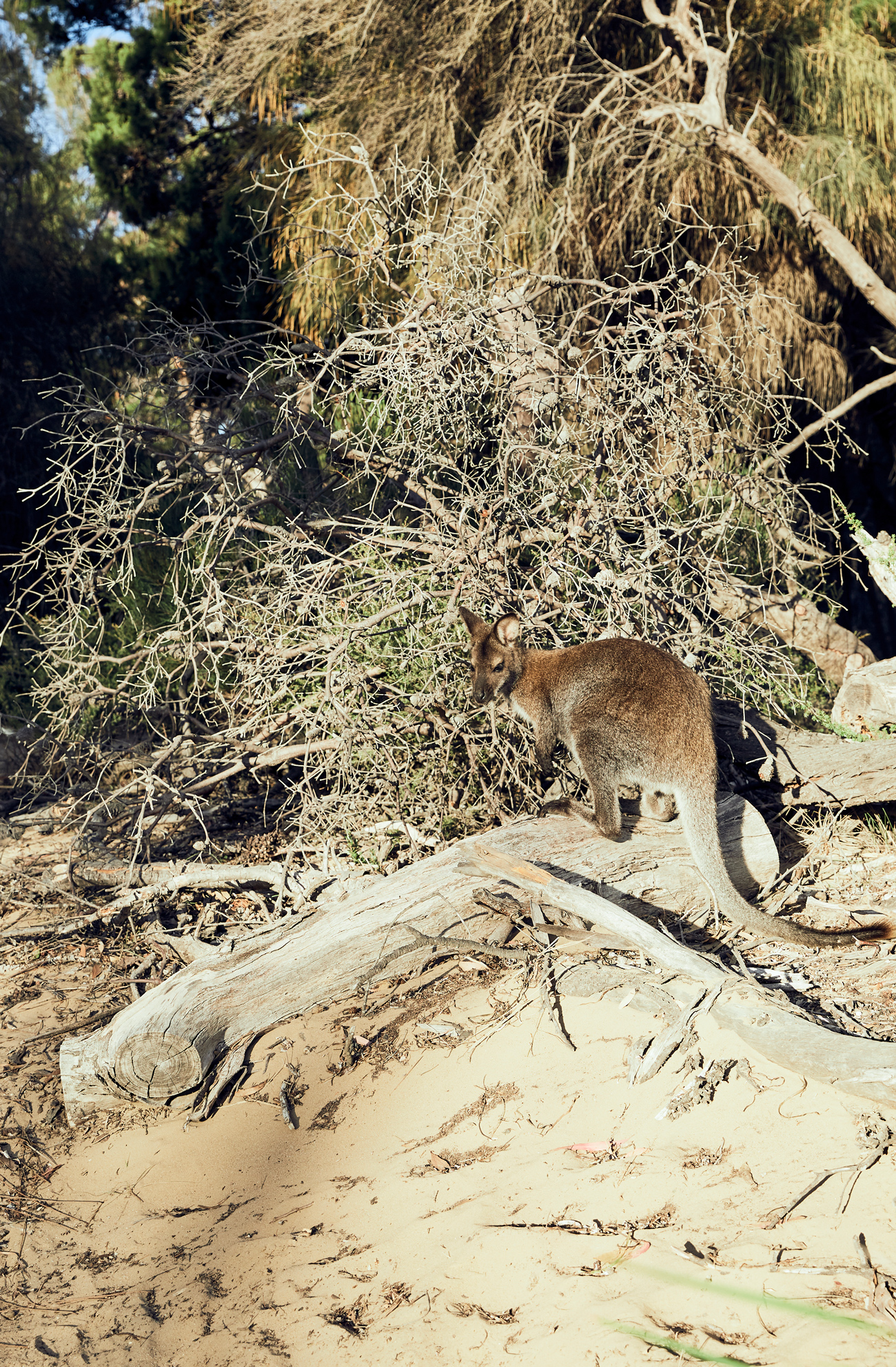 Travel Photography | Nic Gossage | Freycinet Lodge & National Park, Tasmania.