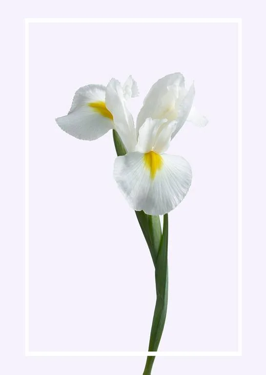 irysfleur.jpg