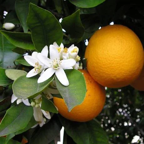 neroli_460x460.jpg