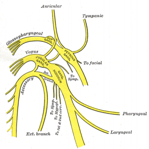 The vagus nerve