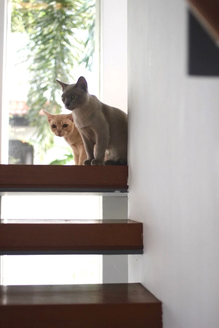 Carambar and Reglisse.jpg
