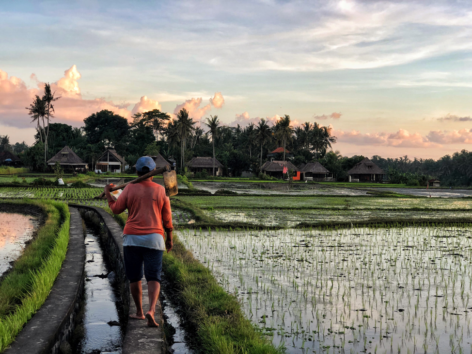 The locals at work on the rice paddies near Kakul Villa