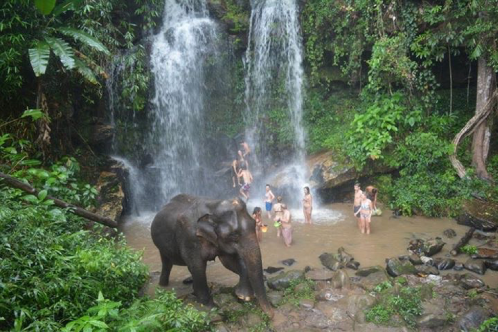 elephant 2.png