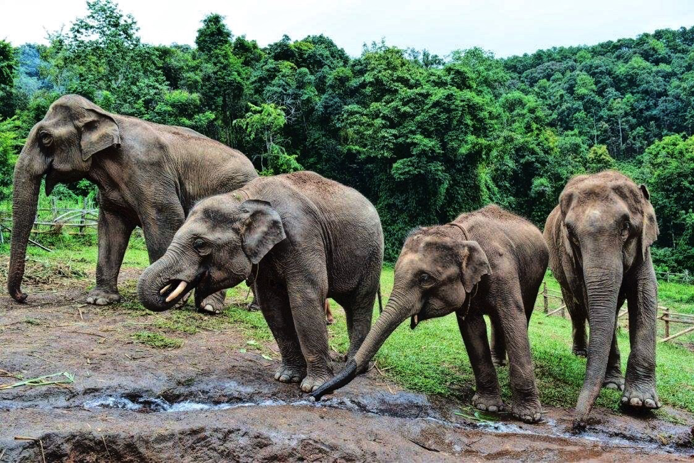 elephant 1.png