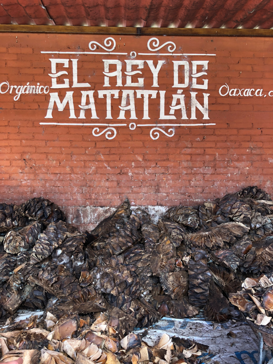 The mezcal liquor in its early stages as chopped up agave root.