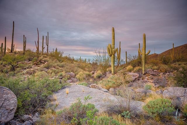 Wow, 2019 flew by! Wishing everyone a Happy and safe New Year! I was fortunate enough to make it home for the holidays and took a sunset hike in Tucson to capture some fantastic landscape shots. Health and happiness in 2020! #Weroamarizona #cbs5az #L