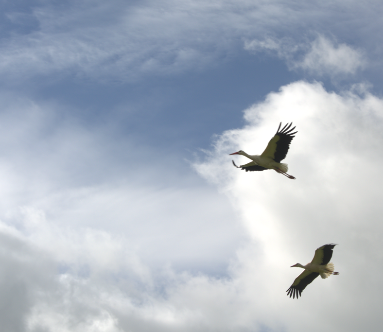 UK lockdown at spring provides peace for birds of prey