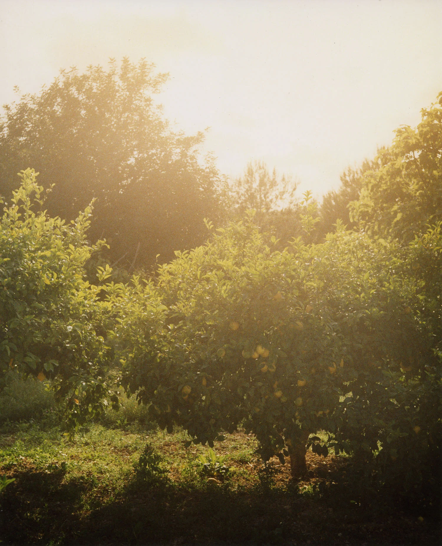 Ibiza_lemontree001.jpg