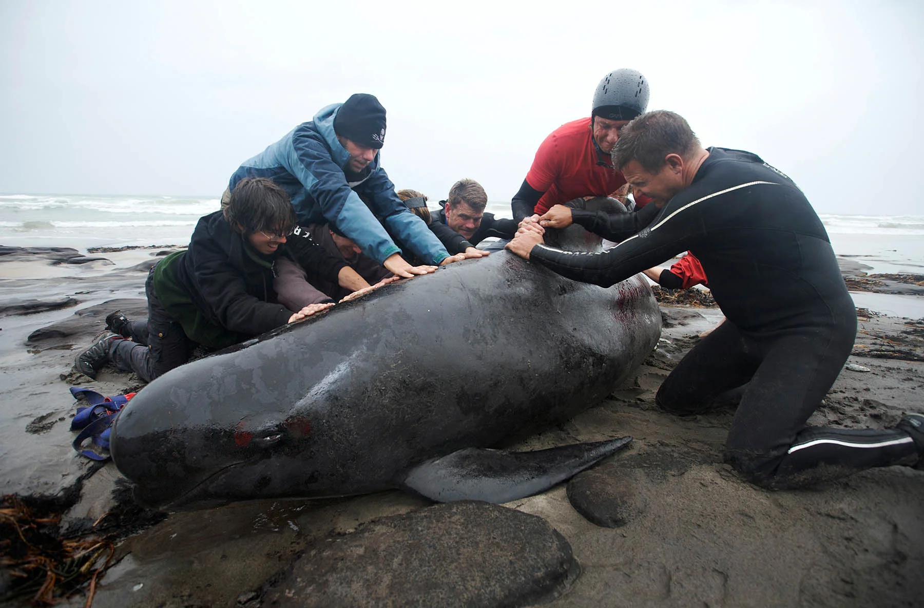 Adam_Lau_Whale_Warriors_ 090303_0066826.jpg
