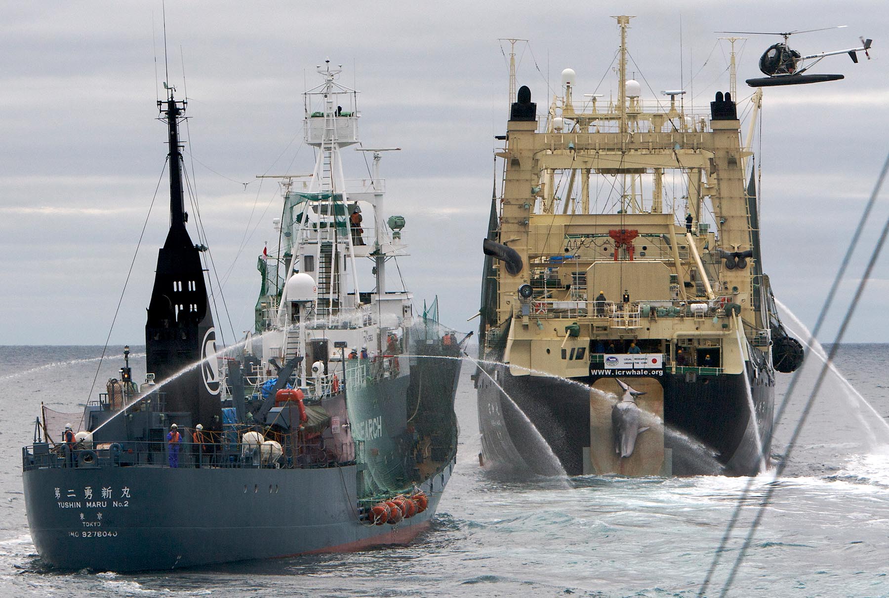 Adam_Lau_Whale_Warriors_090206_0052876.jpg