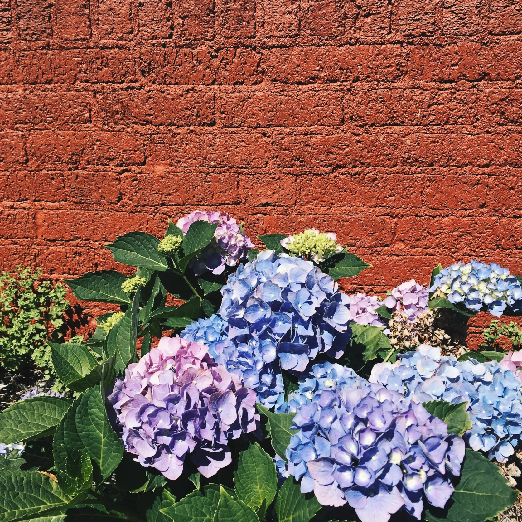 midsummer sentiments 