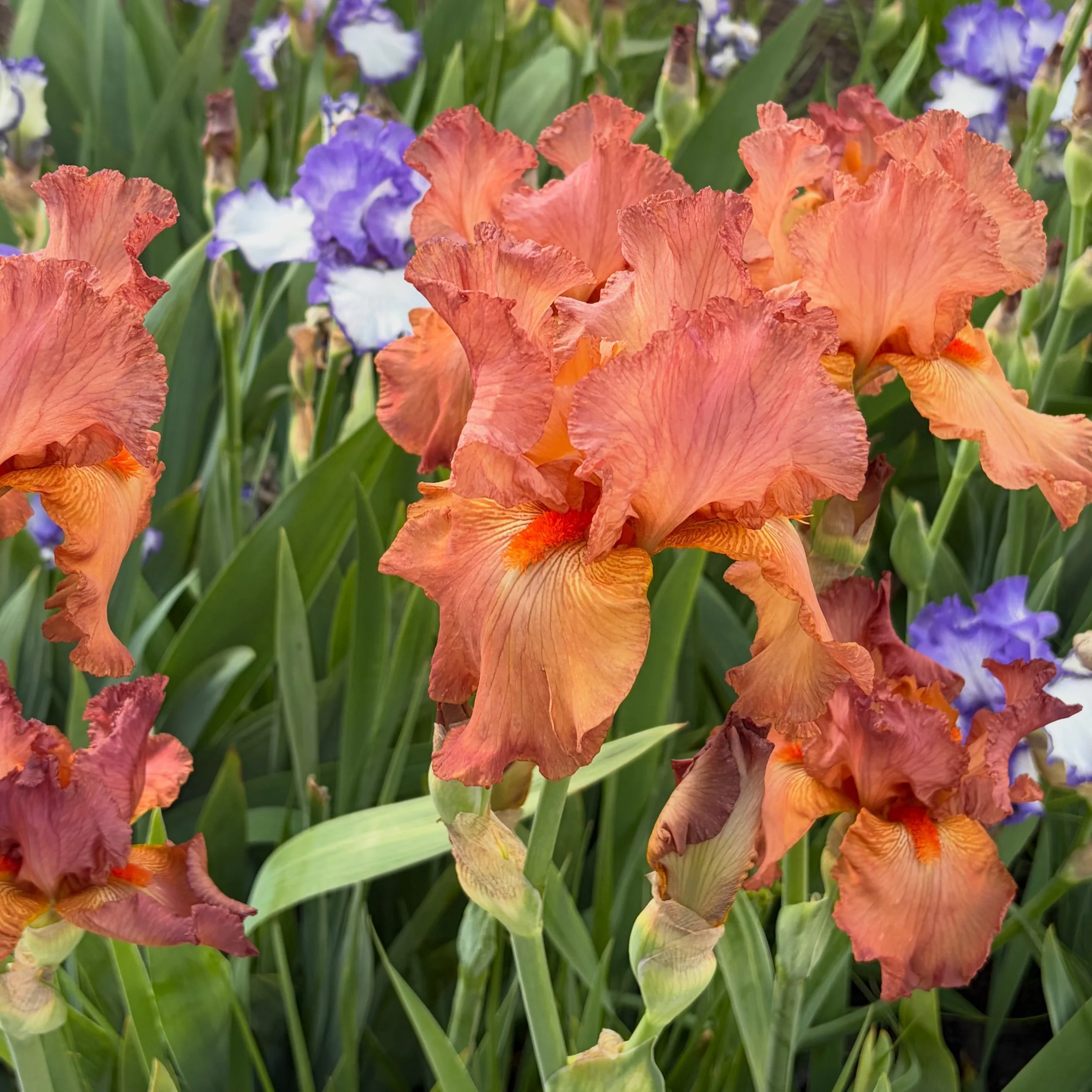 it&rsquo;s may, so you know what that means&hellip;a post dedicated to irises because these divas are everywhere