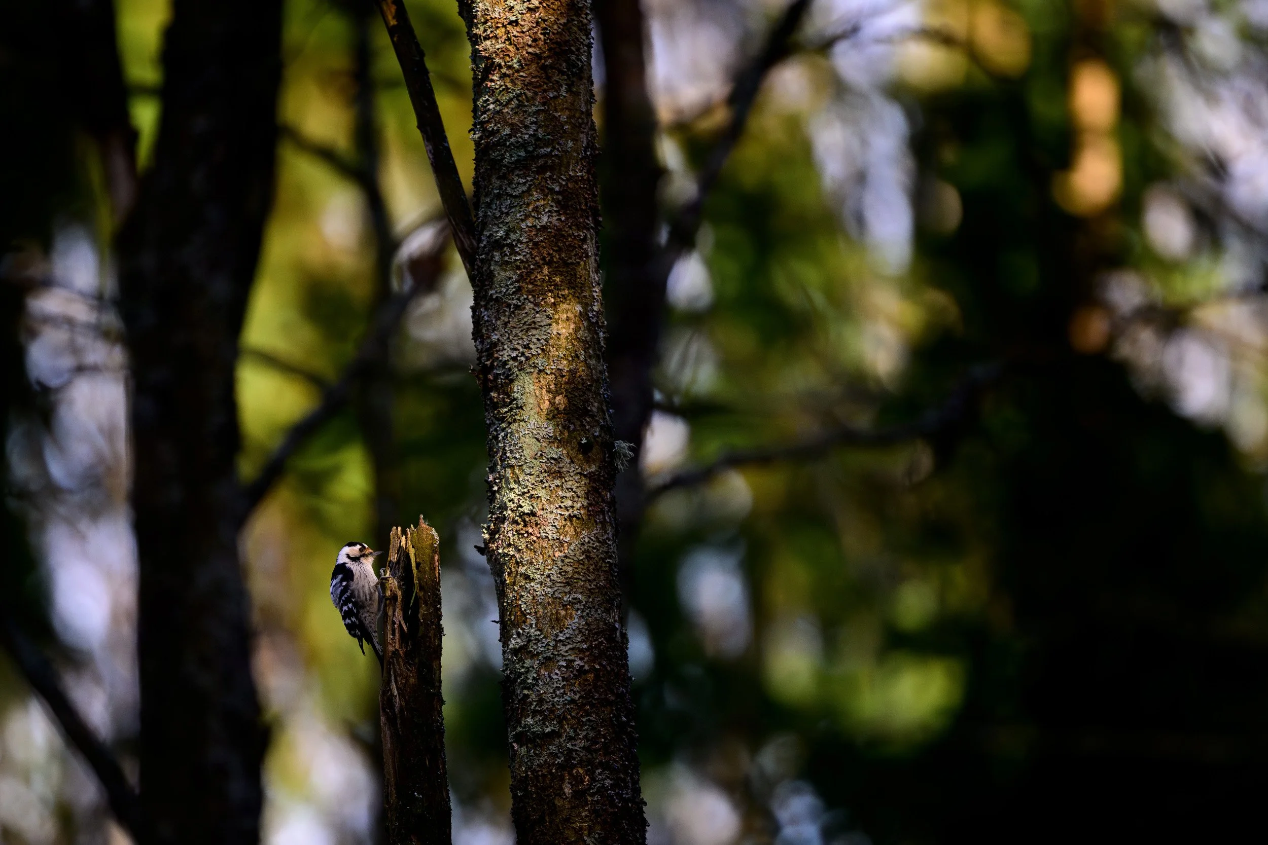 _DSC0921.jpg