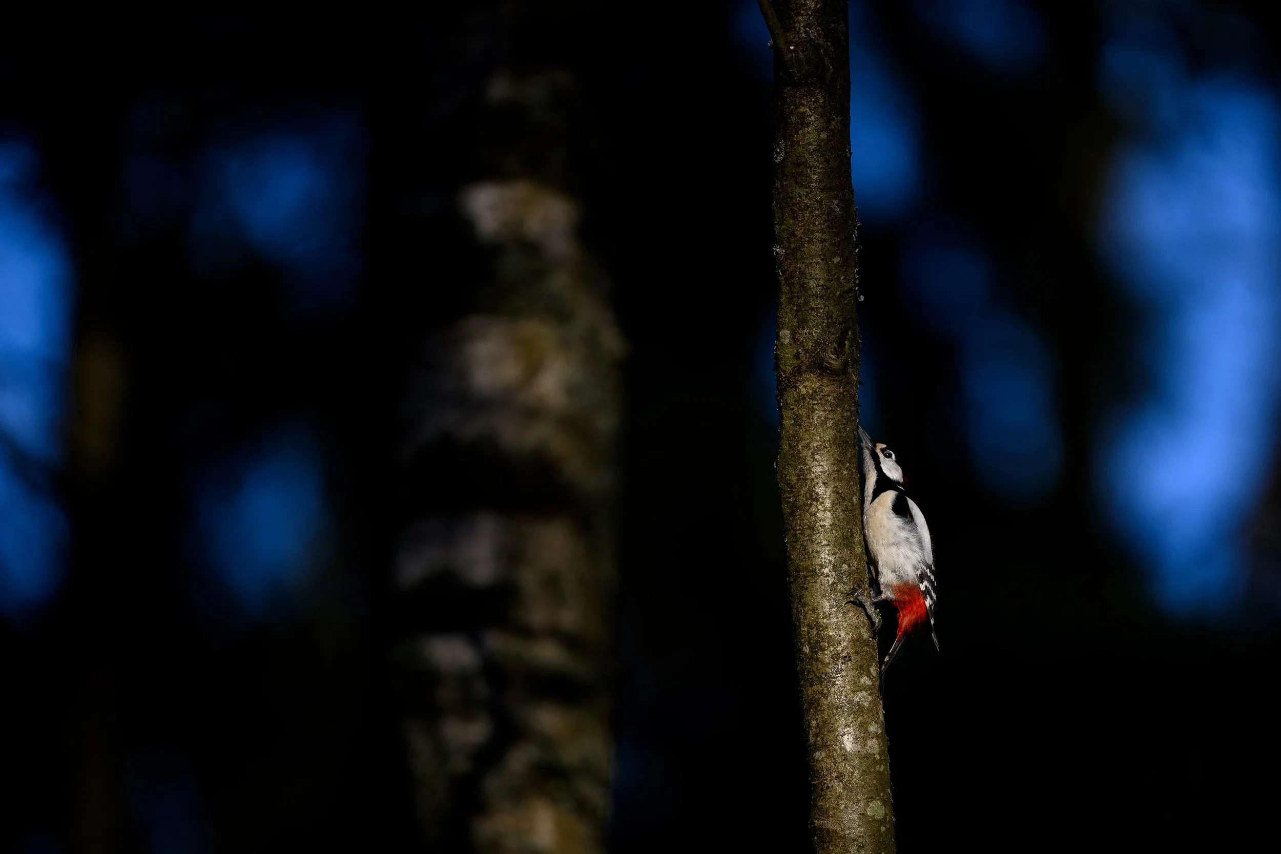 _DSC7999.jpg