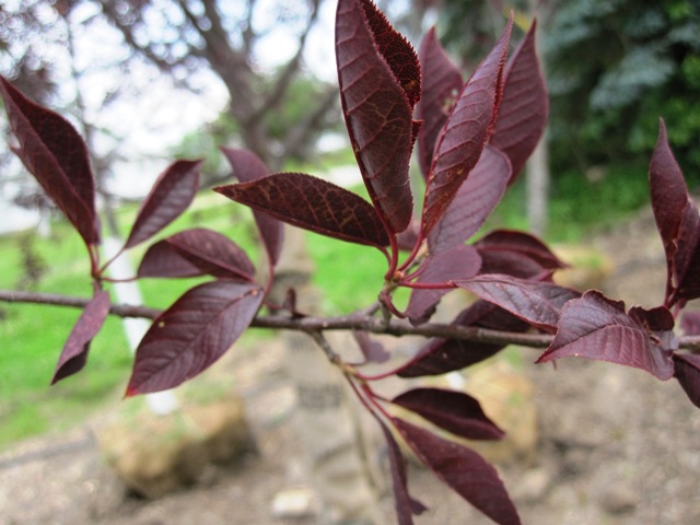 Cherry-Canada-Red-Choke-leaf.jpg