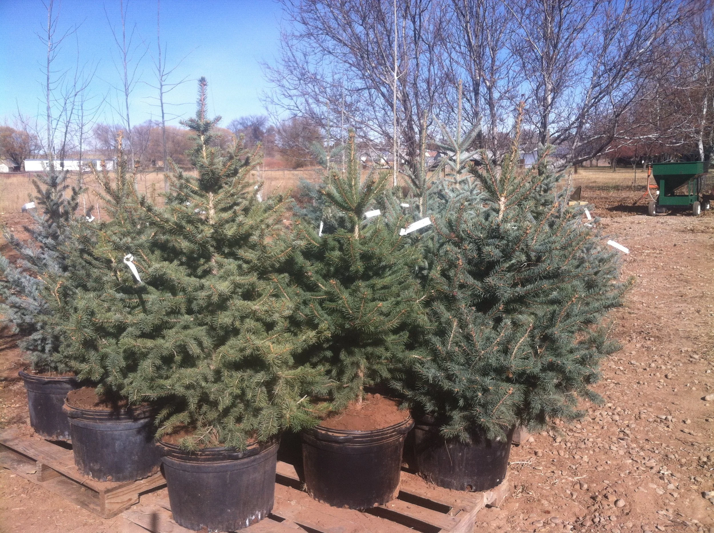 Pleasantree Farm