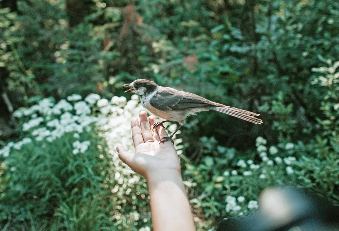 bird.jpg