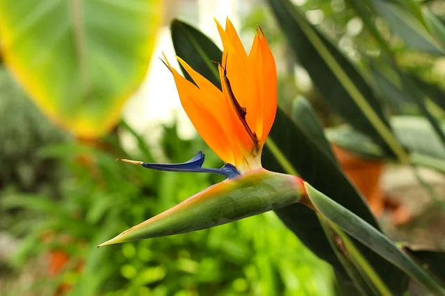 Bird of Paradise