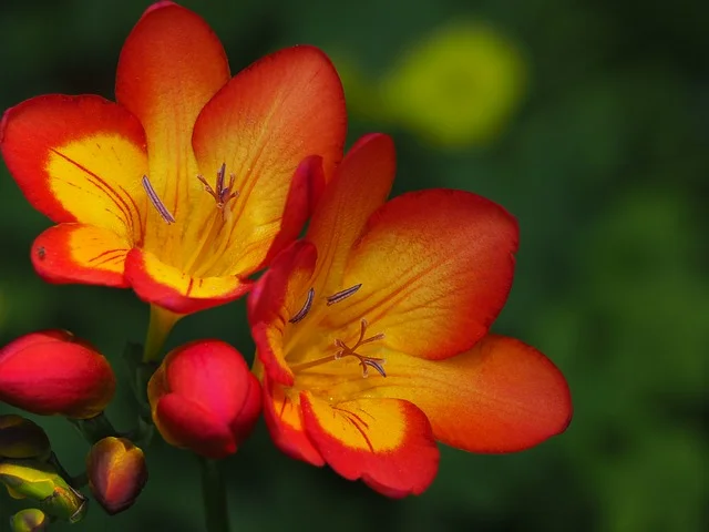 Freesia