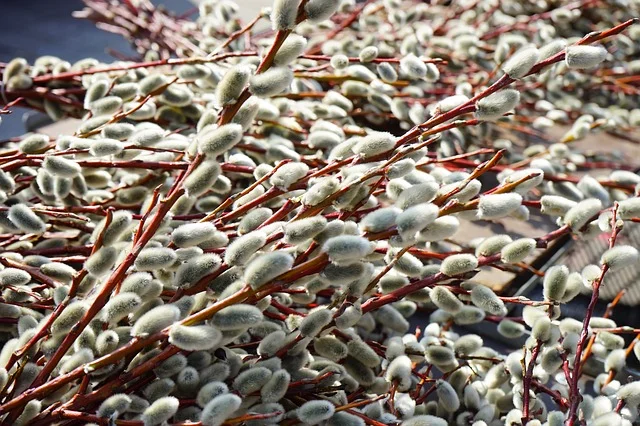 Pussy Willow