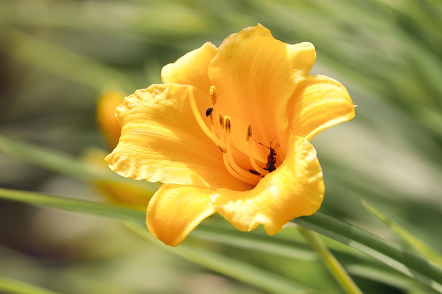 Freesia