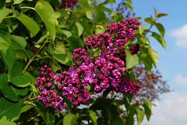 Lilac