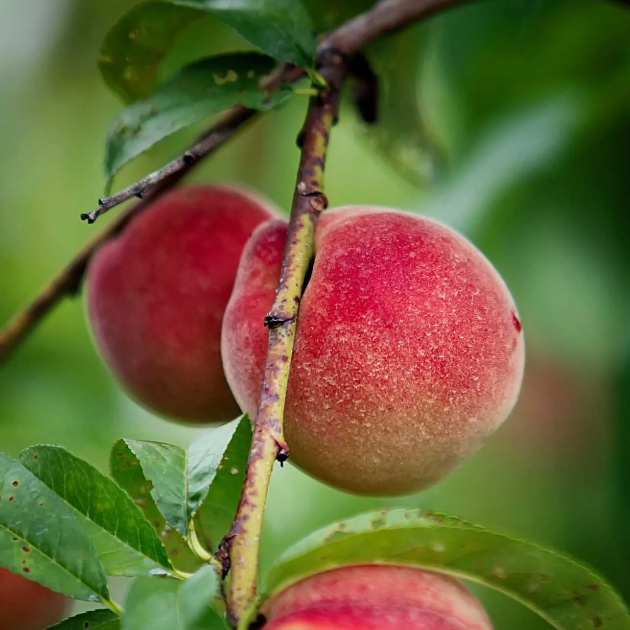 peaches-1128.jpg