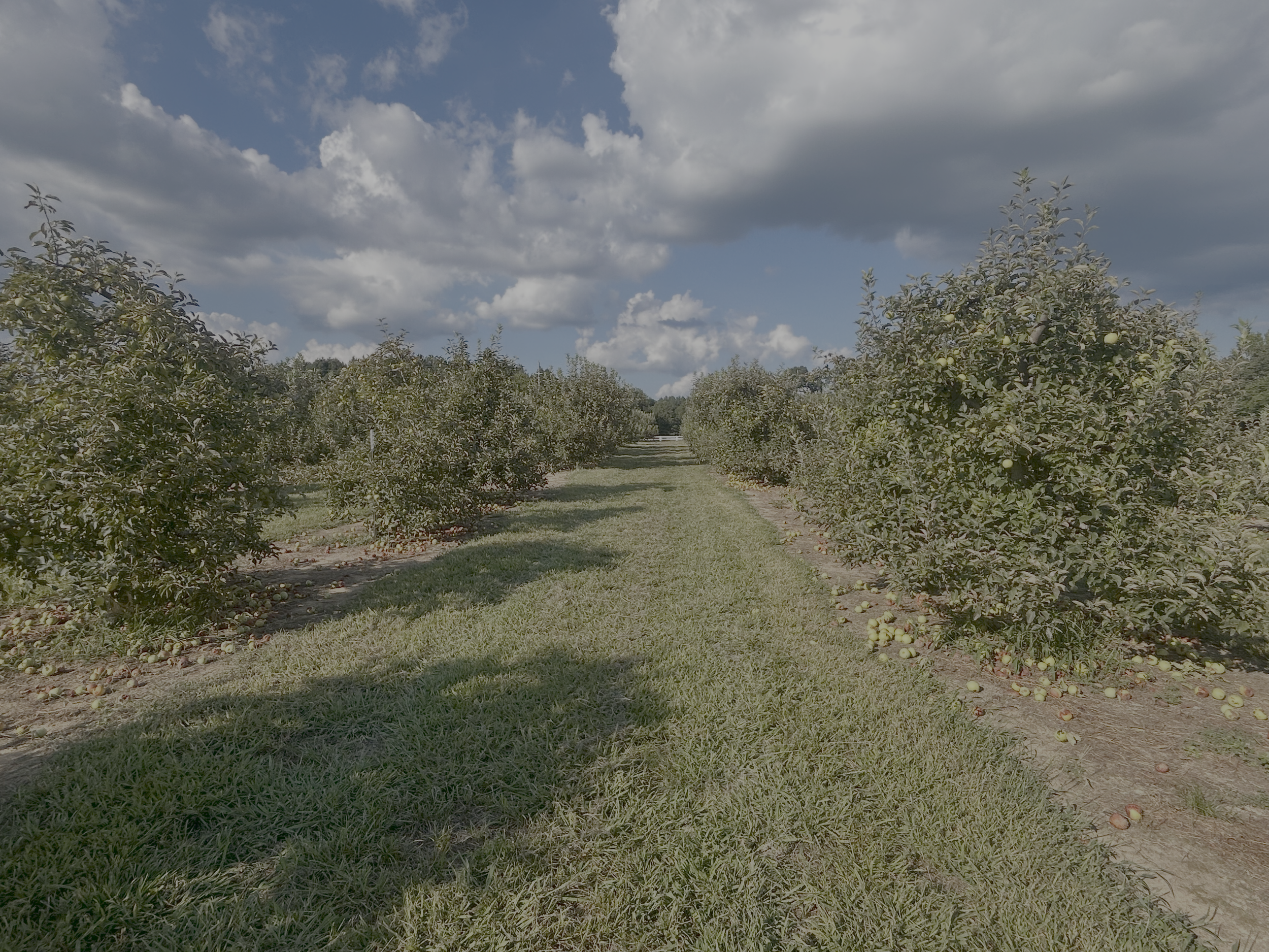 Apple Gleaning.png