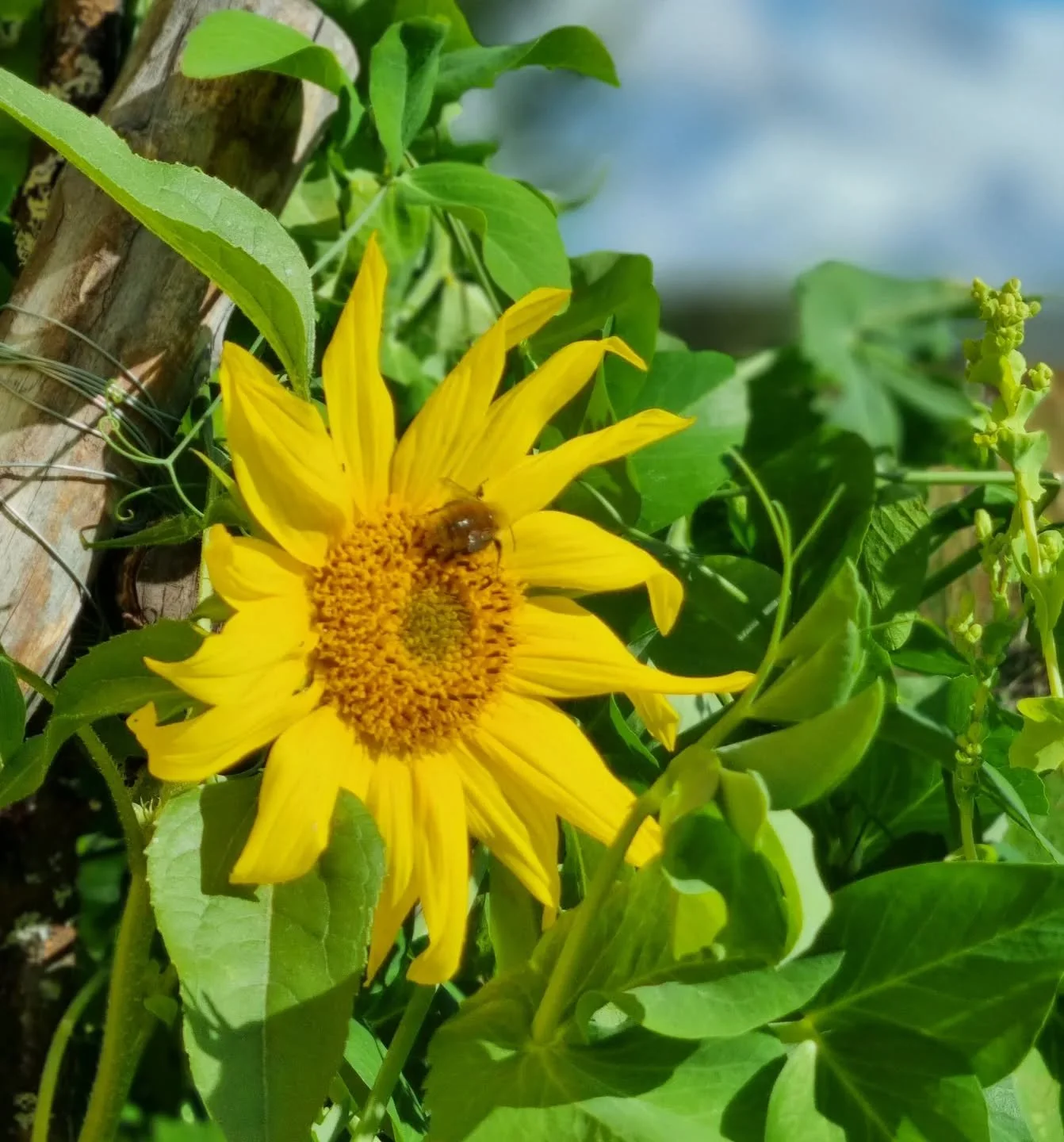 Regnfull jobbuke i febertung kropp.
Men på torsdag kom sola og formen heldigvis tilbake.
Håper du har det fint! 🌻