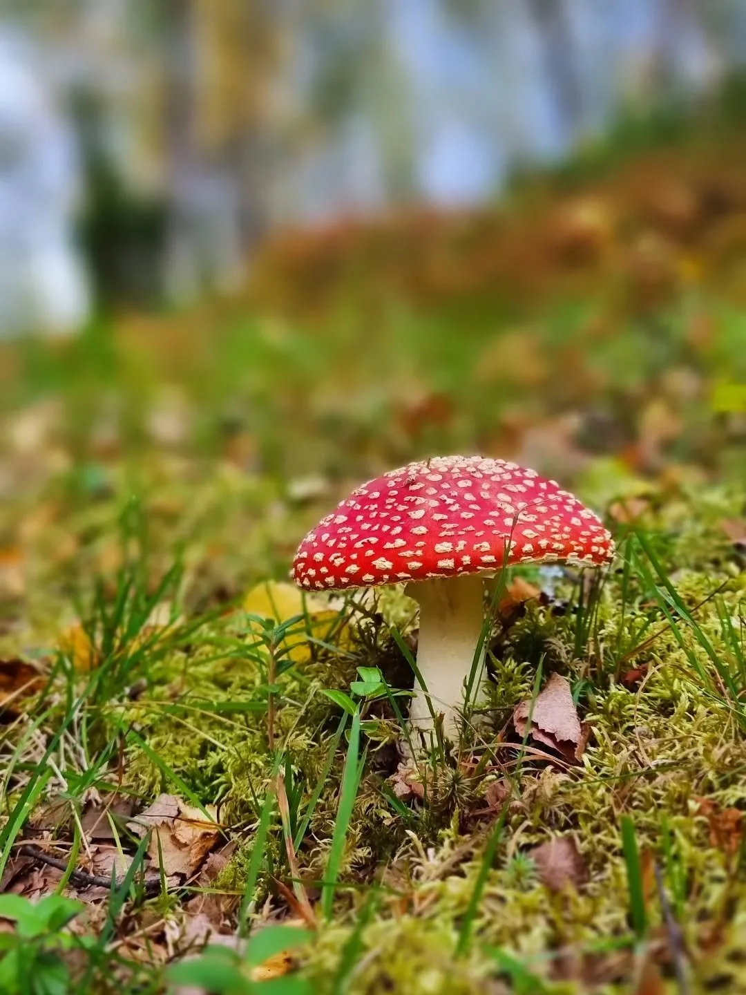 - September?
- Ja?
- Jeg vil du skal vite noe.
- Ikke si noe du ikke kan stå ved.
- Dette kommer fra hjertet.
- Menneskenes hjerter er ustadige. Men la meg høre.
- Jeg vil....avlegge en ed. Jeg lover at jeg  resten av min tid på jo