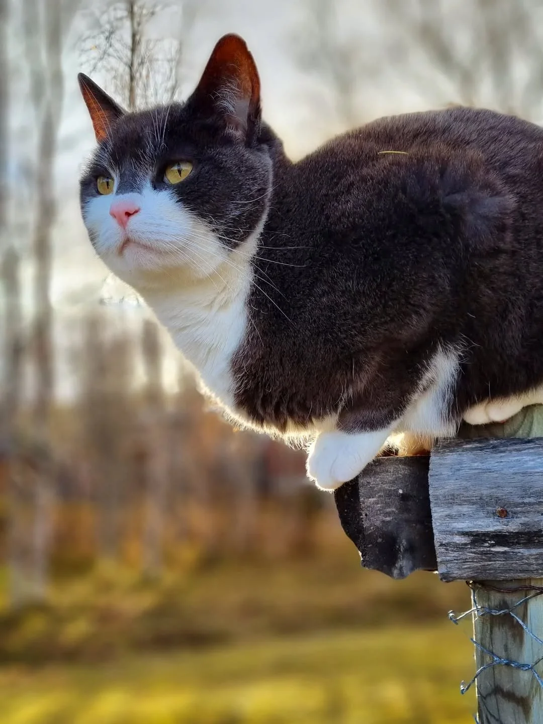 Min lille følgesvenn i hagen, i skogen, ja, overalt i grunnen. Og om natta sover hun i senga...
Bortskjemt? Sikkert.
En kime til lykke? Helt åpenbart.
Men - om det blir flere katter på Elvestad i framtida  gjenstår å s