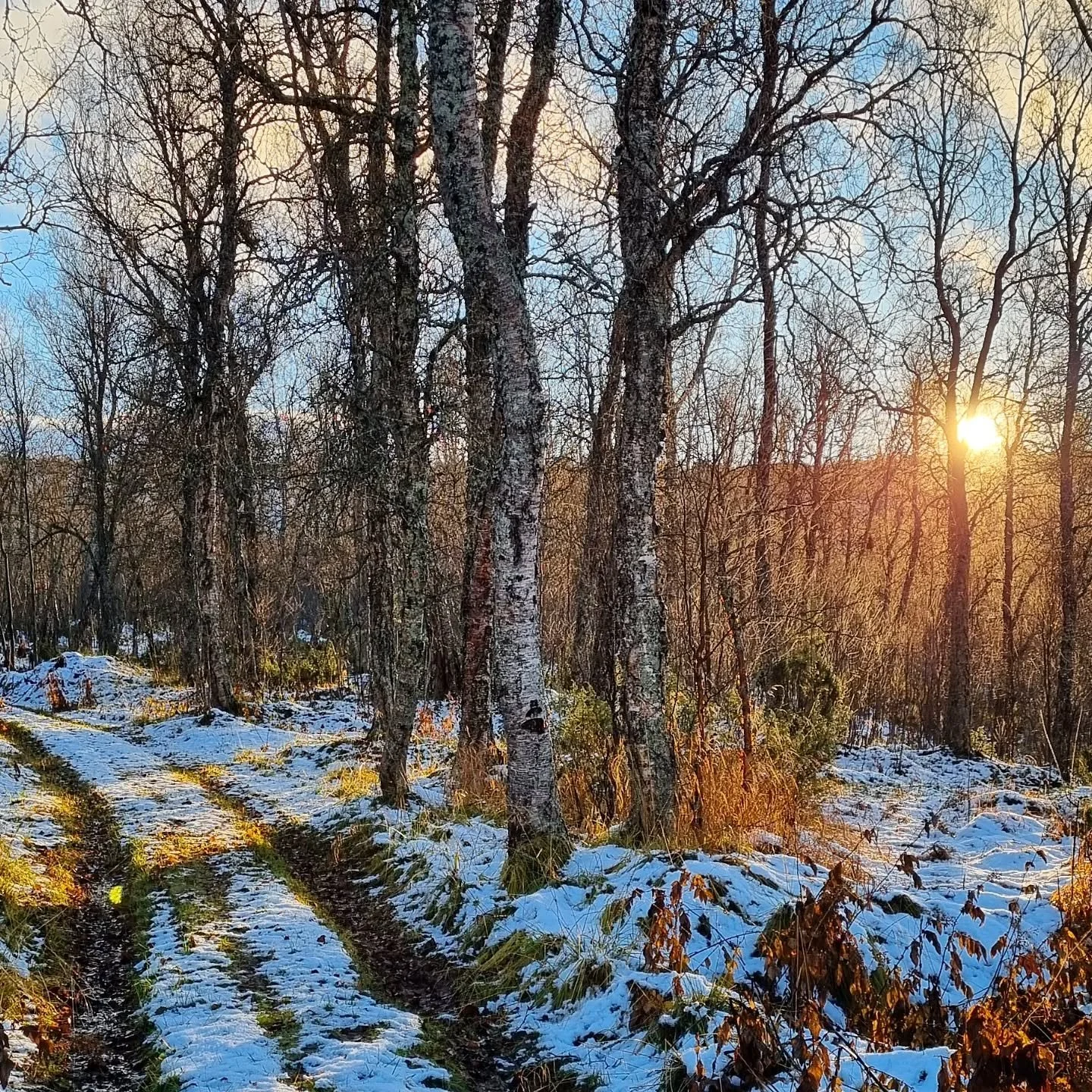 Første skogturen på alt for lang tid.
Jeg er tilbake, hvisket jeg og så opp mot trekronene.
Manuset er godkjent fra min hånd.
Mandag går boka i trykken.
Jeg kan puste fritt igjen.
Sammen med mine venner, trærne.
T