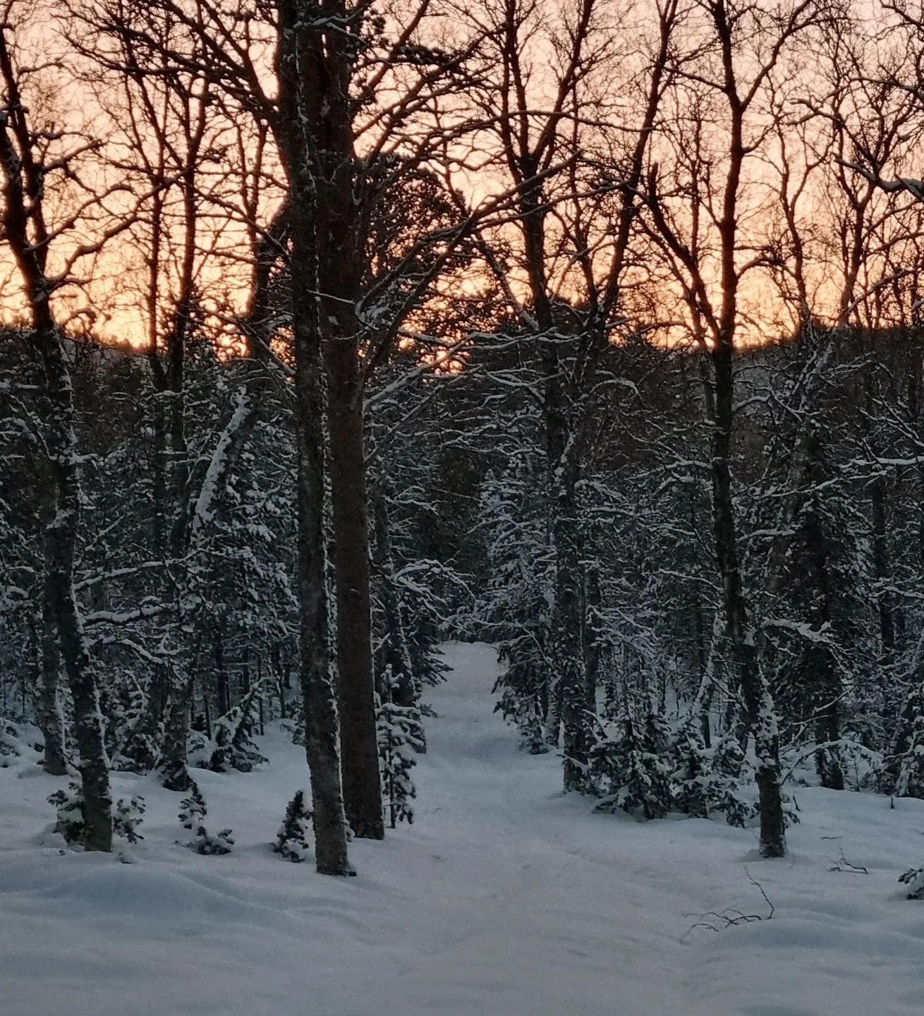 Skal hilse fra skogen og Desember, de &oslash;nsket deg ei god og varm advent. ✨️