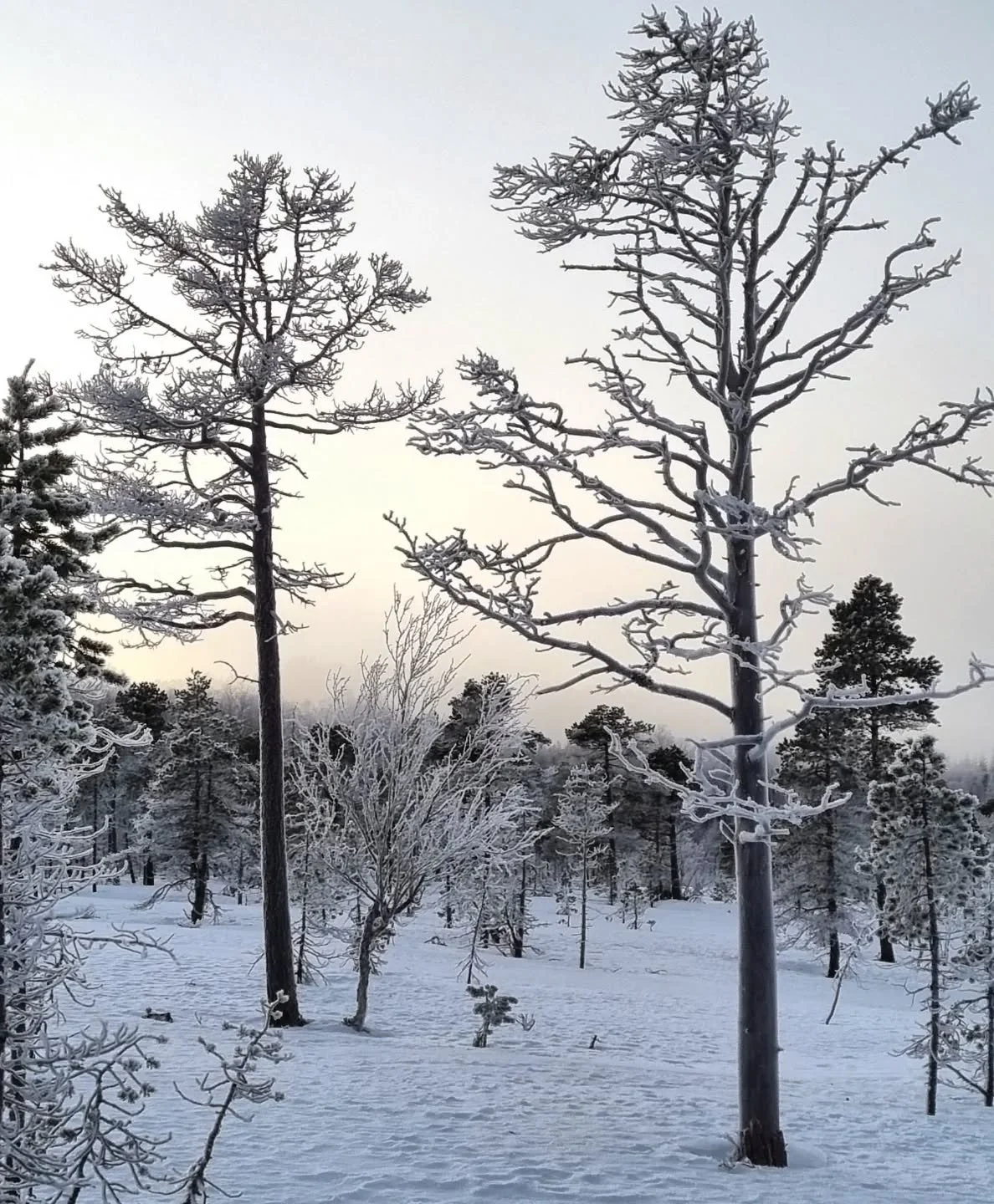 Frostknitring i stille myr

Selv revens myke poter
Sender lydb&oslash;lger
Gjennom vinterhavet