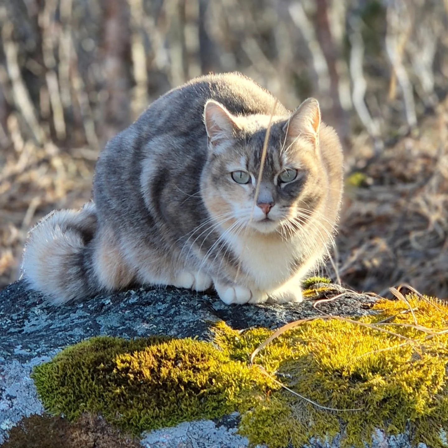 Husdyra elsker v&aring;ren, de ogs&aring;. 🥰 Det er uvanlig varmt og tidlig v&aring;r i nord- men vi vet vinteren kan stikke plutselig innom igjen. Enn s&aring; lenge nyter vi g&aring;turer rundt p&aring; g&aring;rden for &aring; se livet som er i f
