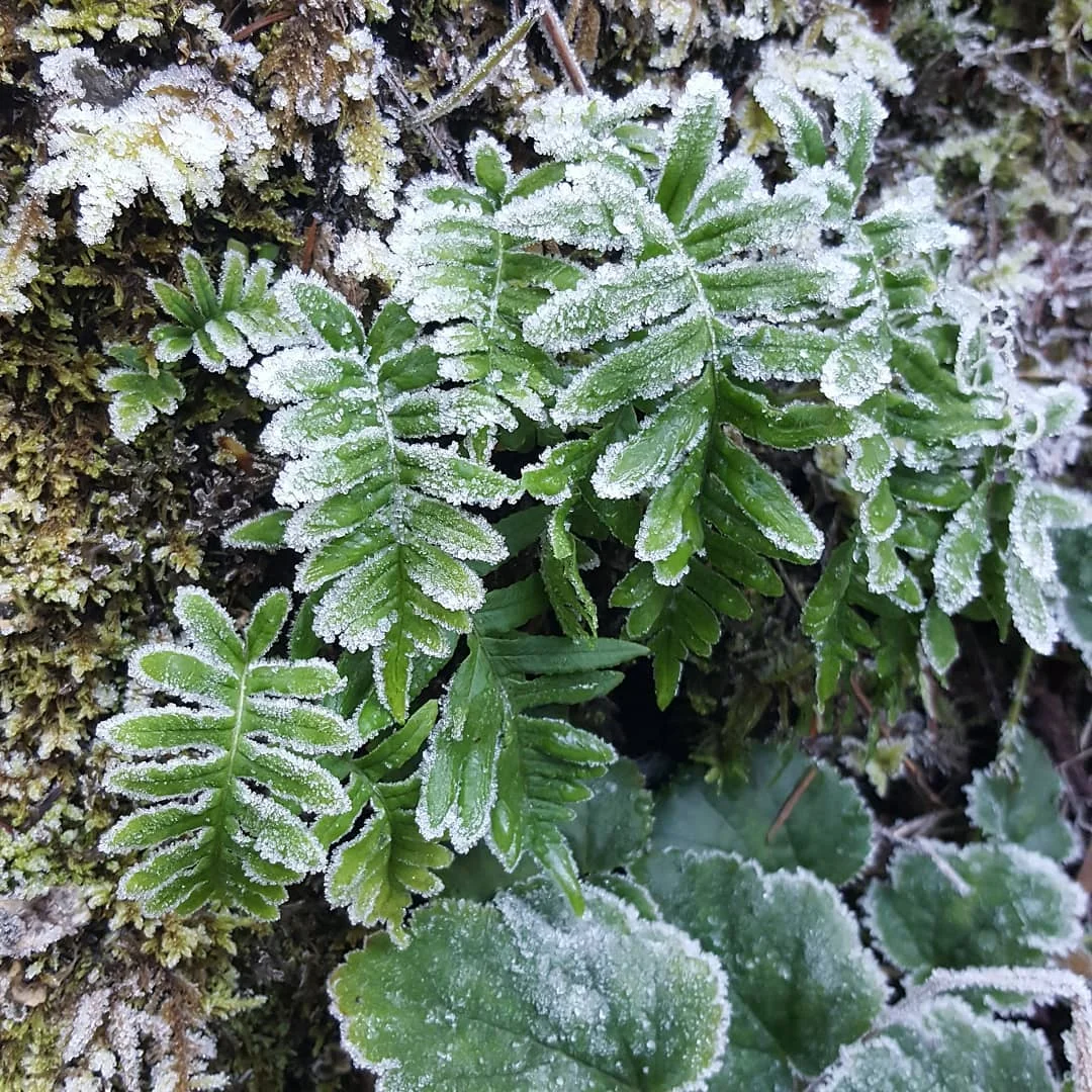 Frozen Ferns.jpg