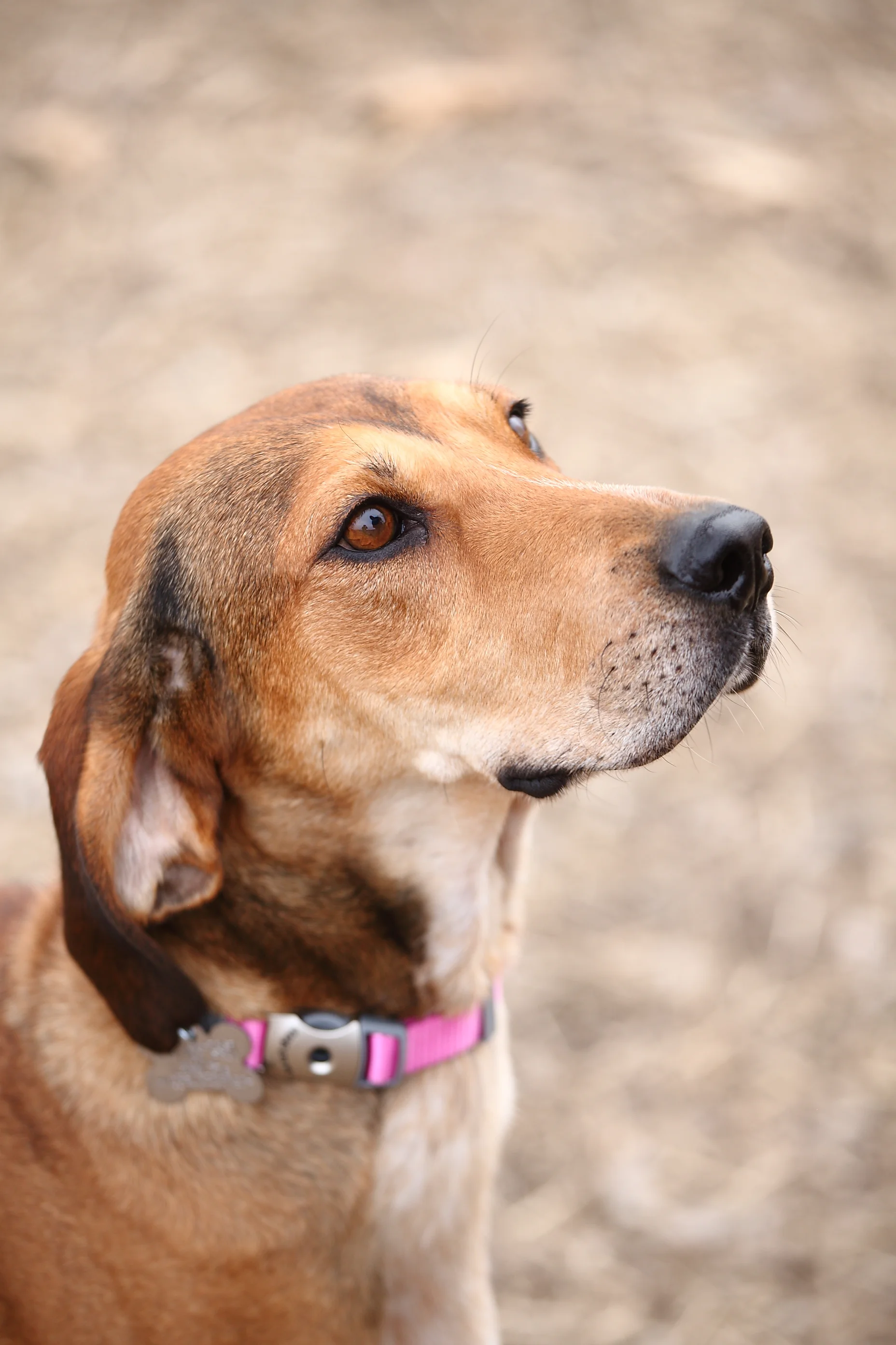 Animal Lifeline of Iowa